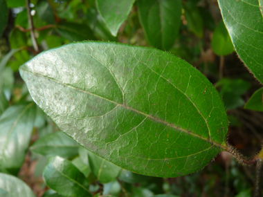 Feuilles opposées et ovales. Agrandir dans une nouvelle fenêtre (ou onglet)